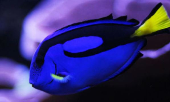 Jenks (Tulsa): Oklahoma Aquarium