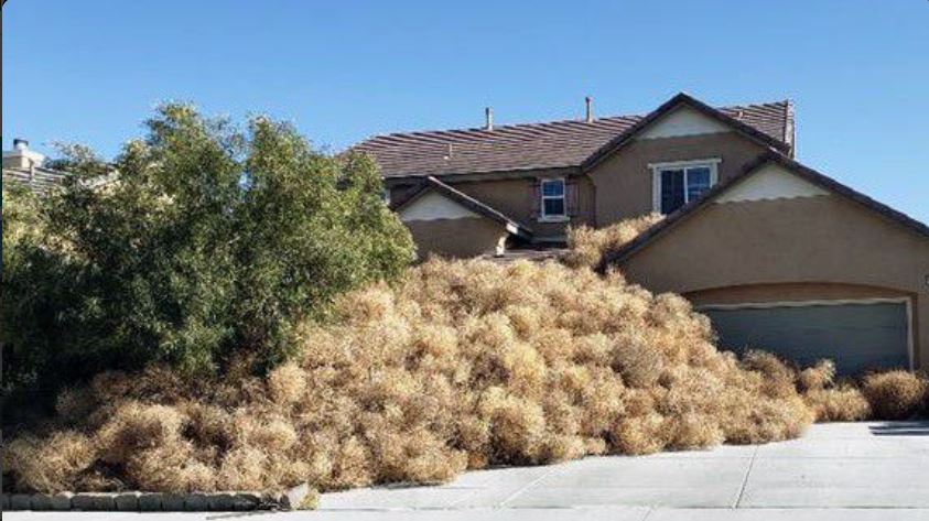 Victorville CA: ”Tumbleweed“