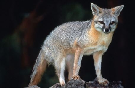 Flagstaff AZ: Fuchs Tests positiv auf Tollwut getestet