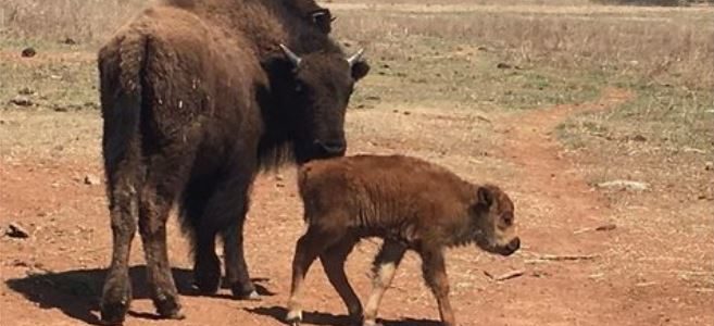 Oklahoma: Bison Auktion