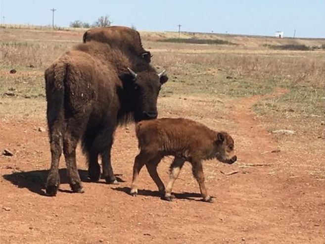 Oklahoma: Bison Auktion