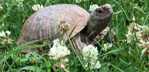 Claremore: Versuch, eine Schildkröte zu retten