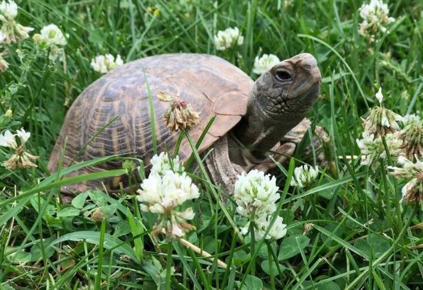 Claremore: Versuch, eine Schildkröte zu retten